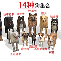 Collection of 14 Different Dog Breeds Including Doberman Labrador and Bulldog