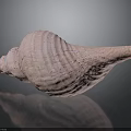 Detailed Pink Textured Conch Shell on Dark Background with Reflection