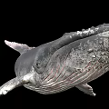 Giant Humpback Whale Swimming With Textured Skin Displaying Fins And Tail In Ocean
