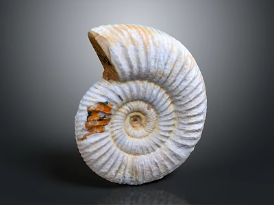 Aquatic Animal Ammonite Fossil With Spiral Shell White And Orange Patterns 3d model