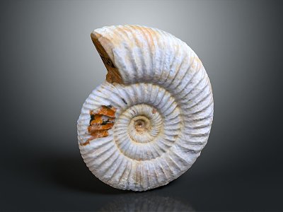 Modern Conch Bone Snail Field Snail model