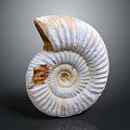 Modern Conch Bone Snail Field Snail 3d model