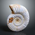 Modern Conch Bone Snail Snail Field Snail 3d model