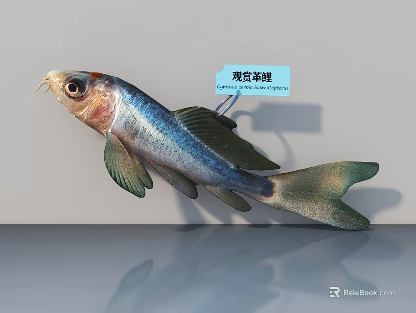 Ornamental Rice Shrimp Aquatic Animal With Vibrant Blue Green Body And Decorative Features 3d model 