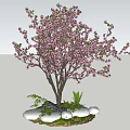 Ornamental Tree with Pink Blossoms Green Grass Small Plants and Stone Base