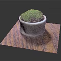 Green Moss Plant in Gray Cement Pot on Wooden Textured Mat