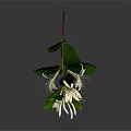 White Flowering Plant with Slender Stem Green Leaves Long Slender Petals on Gray Background Reflection