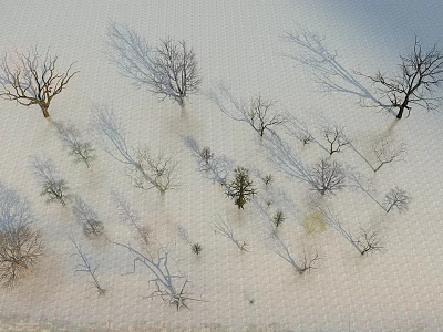 Aerial View of Leafless Arbor Trees in Winter Landscape with Sparse Distribution and Textured Ground 3d model