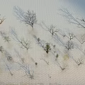 Aerial View of Leafless Arbor Trees in Winter Landscape with Sparse Distribution and Textured Ground