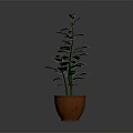 Lush Green Potted Plant With Glossy Leaves In Brown Striped Pot