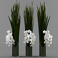 Elegant Purple Orchid Flowers In Tall Transparent Vases With Green Leaves