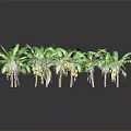 Fresh Ripe Bananas Growing On Green Leaf Banana Trees With Reflections On Black Background