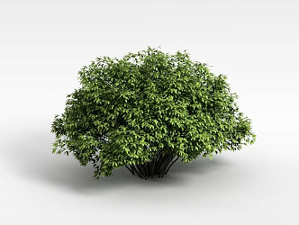 Shrubs 3d model