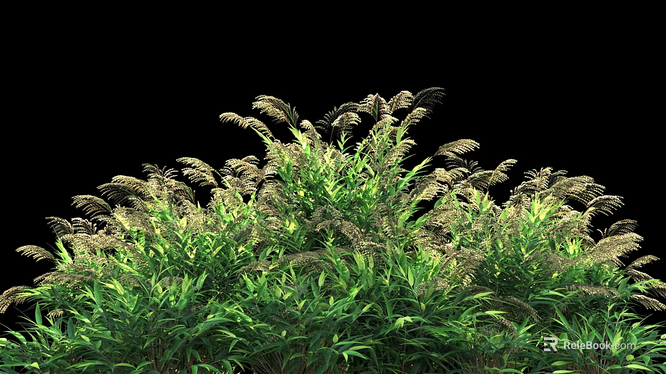 Green Shrubs With Lush Foliage Tall Plumes And Vibrant Green Leaves 3d model 