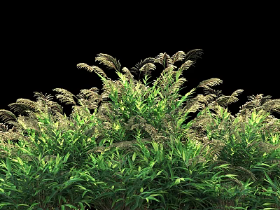 Green Shrubs With Lush Foliage Tall Plumes And Vibrant Green Leaves 3d model