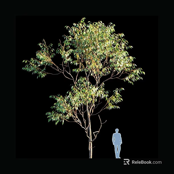 Tall Arbor With Green Foliage And Slender Trunk Compared To Human Figure 3d model 