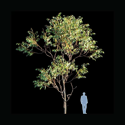 Tall Arbor With Green Foliage And Slender Trunk Compared To Human Figure 3d model
