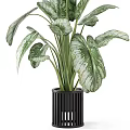 Large Leaf Potted Plant With Green White Variegated Foliage In Black Modern Pot