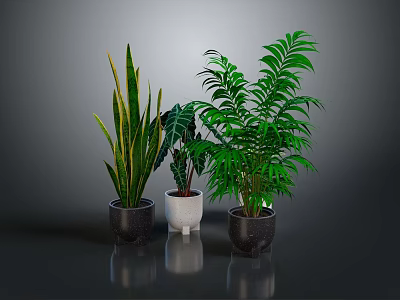 Various Indoor Potted Plants With Green Leaves In Black And White Ceramic Pots 3d model