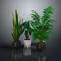 Various Indoor Potted Plants With Green Leaves In Black And White Ceramic Pots