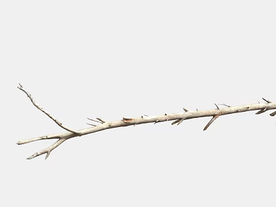 Light Brown Dry Plant Branch with Multiple Slender Forks on White Background 3d model