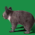 Fluffy Gray Koala Standing On Green Background With White Chest And Sharp Claws 3d model