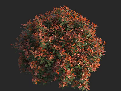 Round Shrub With Red And Green Foliage Lush Dense Growth For Garden Landscaping 3d model