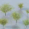 Green Leafy Trees In Various Sizes With Light Background And Reflections 3d model