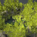 Tree White Birch Combination Plant Forest Scene Arbor 3d model