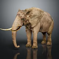 Elephant With Large Curved Tusk And Rough Skin In Natural Standing Posture