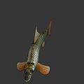 Silver Scaled Fish With Red Tail Fin And Orange Fins In Calm Water