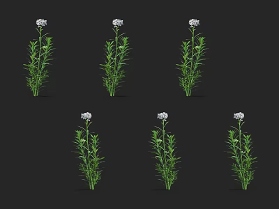Six Green Plants With White Flowers Growing On Black Background 3d model