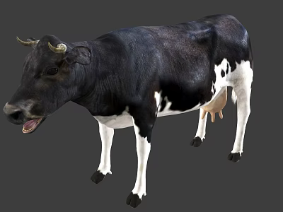 Black And White Cow With Horns Standing Against Gray Background 3d model