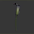 Elegant Purple Calla Lily with Curved Petal and Slender Green Stem on Gray Background