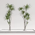 Decorative Bonsai Potted Plants With Tall Slender Leaves In Rectangular Concrete Planter