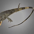 Brown Gray Lizard With Long Tail Scaly Skin And Extended Limbs On Gray Background