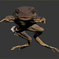 Brown Frog With Orange Limbs And Large Eyes On Dark Background