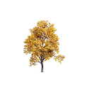 Three Arbor Trees With Vibrant Autumn Leaves In Green And Golden Hues