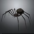 Detailed View Of Large Spider With Long Thin Legs And Brown Spotted Body