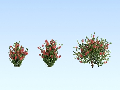 Modern Shrub Melanosa 3d model