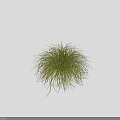 Green Grass with Slender Leaves and Fluffy Appearance in White Flowerpot on Black Background