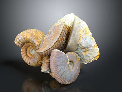 Detailed Ancient Marine Ammonite Fossils With Spiral Shell Structures And Varied Colors 3d model