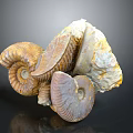 Detailed Ancient Marine Ammonite Fossils With Spiral Shell Structures And Varied Colors