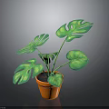 Vibrant Monstera Plant With Green Leaves In Orange Pot For Indoor Decor