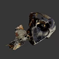 Ancient Animal Skull Fossil With Large Fangs And Detailed Bone Structure