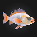 Colorful Aquatic Fish with Orange Red Fins Silver Body Purple Dorsal Fin and Yellow Eyes