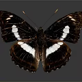 Elegant Black And White Butterfly Displaying Detailed Wing Patterns On Gray Background 3d model