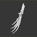 Detailed White Skeleton Hand Sculpture with Anatomical Bone Structure and Smooth Surface Details