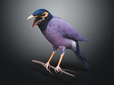 Purple Bird With Blue Head Yellow Eye Ring Open Beak Perched On Branch Dark Background 3d model