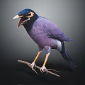 Purple Bird With Blue Head Yellow Eye Ring Open Beak Perched On Branch Dark Background
